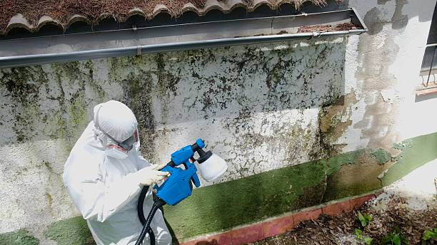 Trusted Crawl Space Mold Removal service in Indian Rocks Beach, FL - Cheap Mold Removal